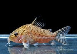 ʪC.cf.른󥷥Rio YataɡWILDNo.04