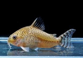 ʪC.cf.른󥷥Rio YataɡWILDNo.05