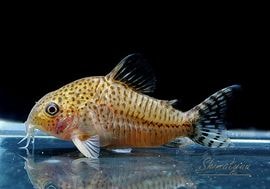 ʪC.cf.른󥷥Rio YataɡWILDNo.06