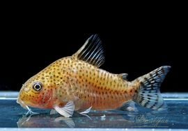 ʪC.cf.른󥷥Rio YataɡWILDNo.08