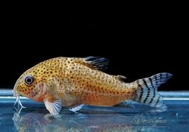 ʪC.cf.른󥷥Rio YataɡWILDNo.09