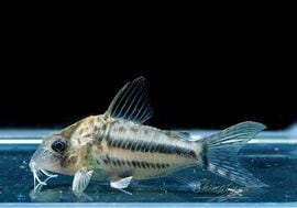 ʪC֥åȥ WILD MNo.01