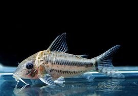 ʪC֥åȥ WILD MNo.03