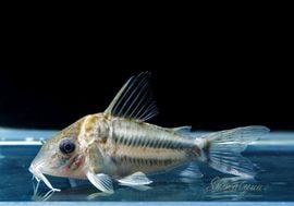 ʪC֥åȥ WILD MNo.04