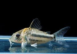 ʪC֥åȥ WILD MNo.05