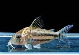 ʪC֥åȥ WILD MNo.06