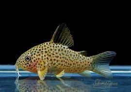 ʪC.sp.cf.ԥȥ륨ʡɡWILDNo.02