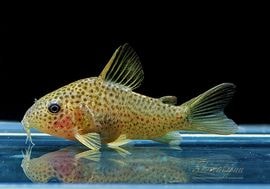 ʪC.sp.cf.ԥȥ륨ʡɡWILDNo.03