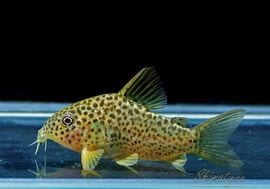 ʪC.sp.cf.ԥȥ륨ʡɡWILDNo.04