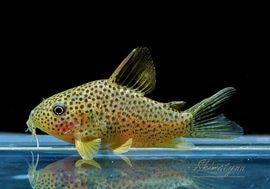 ʪC.sp.cf.ԥȥ륨ʡɡWILDNo.05