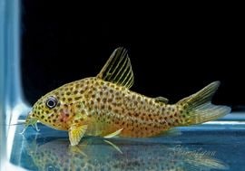 ʪC.sp.cf.ԥȥ륨ʡɡWILDNo.07