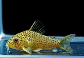 ʪC.sp.cf.ԥȥ륨ʡɡWILDNo.08