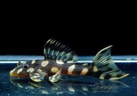 ʪѡɥåȥޥʥࡡ(֥꡼)No.01