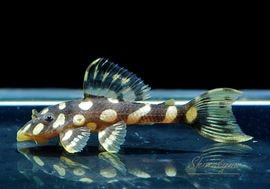 ʪѡɥåȥޥʥࡡ(֥꡼)No.02