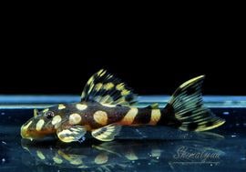 ʪѡɥåȥޥʥࡡ(֥꡼)No.03