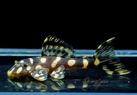 ʪѡɥåȥޥʥࡡ(֥꡼)No.04