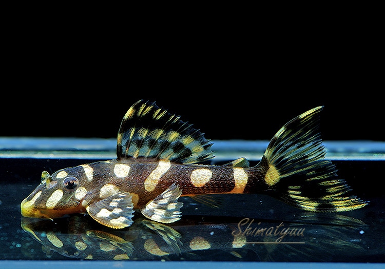 一点物 オパールドットマグナム (ブリード) No.04 | プレコ,その他の