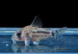 ʪCѥͥꥢWILDSMˡNo.01