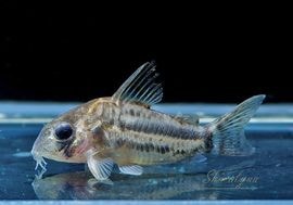 ʪCѥͥꥢWILDSMˡNo.03