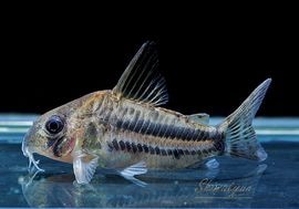 ʪCѥͥꥢWILDMˡNo.04