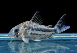 ʪCѥͥꥢWILDMˡNo.05