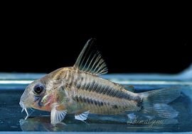 ʪCѥͥꥢWILDMˡNo.06