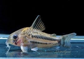 ʪCѥͥꥢWILDMˡNo.07