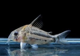 一点物 Co パヴァネリアエ WILD(M) No.08