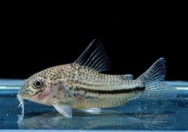 ʪã.sp.ԥѥȥꥪץʡɡWILDNo.03