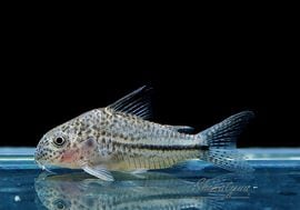 ʪã.sp.ԥѥȥꥪץʡɡWILDNo.05