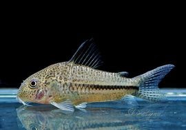 ʪã.sp.ԥѥȥꥪץʡɡWILDNo.07