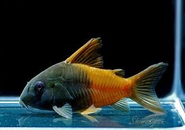 CW217 Co ビーコンコロール “Rio Tomo” WILD 3匹