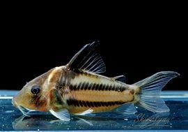 ʪCӥեȥ㥫쥢󥬡ɡWILDNo.01