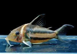 ʪCӥեȥ㥫쥢󥬡ɡWILDNo.02