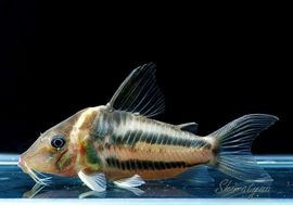 ʪCӥեȥ㥫쥢󥬡ɡWILDNo.03