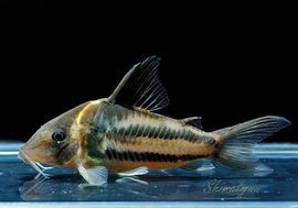 ʪCӥեȥ㥫쥢󥬡ɡWILDNo.04