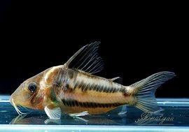 ʪCӥեȥ㥫쥢󥬡ɡWILDNo.05