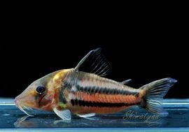 ʪCӥեȥ㥫쥢󥬡ɡWILDNo.06