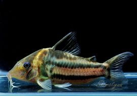 ʪCӥեȥ㥫쥢󥬡ɡWILDNo.07