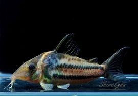 ʪCӥեȥ㥫쥢󥬡ɡWILDNo.08