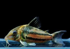 ʪCӥեȥ㥫쥢󥬡ɡWILDNo.09