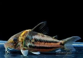 ʪCӥեȥ㥫쥢󥬡ɡWILDNo.10