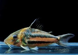 ʪCӥեȥ㥫쥢󥬡ɡWILDNo.11