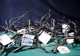 ֥BlackS˥쥯Ȼήڡ1