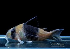 一点物 Co ショートノーズ ニュー スーパービコロール “big blotch” WILD No.01