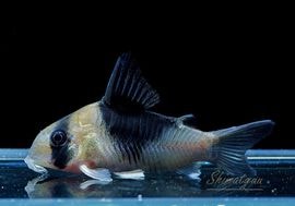 一点物 Co ショートノーズ ニュー スーパービコロール “big blotch” WILD No.02