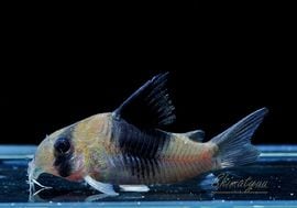 一点物 Co ショートノーズ ニュー スーパービコロール “big blotch” WILD No.03