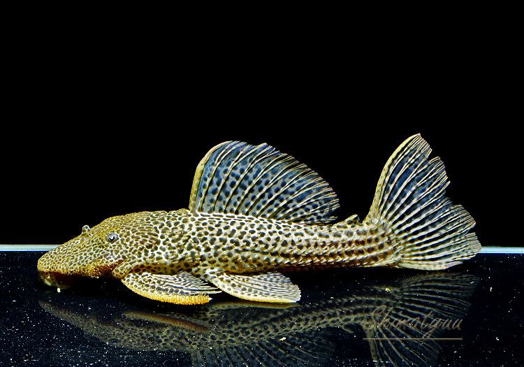 ʪɥ饴ϥե쥪ѡɥȥࡡ High yellowɡNo.01