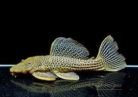 一点物 ドラゴンハイフィンレオパードトリム “High yellow” No.01