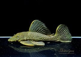 一点物 ドラゴンハイフィンレオパードトリム “High yellow” No.02